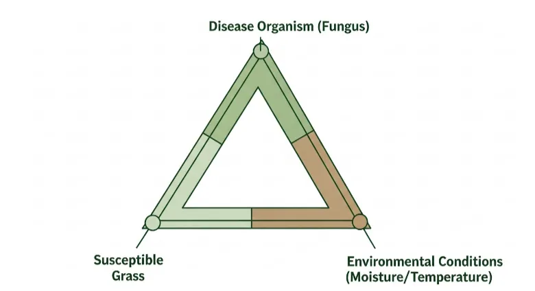 Diagram showing lawn disease triangle with fungus, grass, and weather conditions